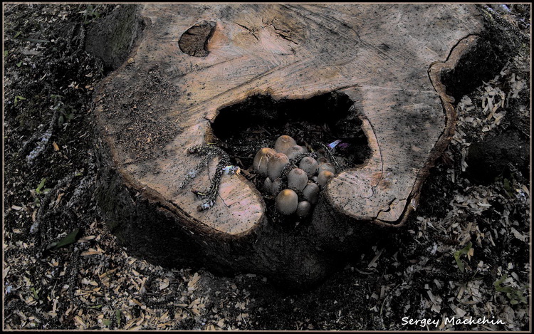Fotografie(068).jpg