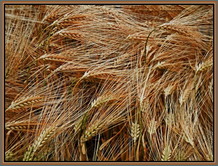 Fotografie(076).jpg