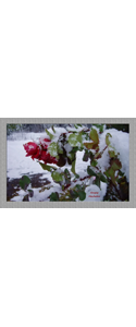 Fotografie(081)